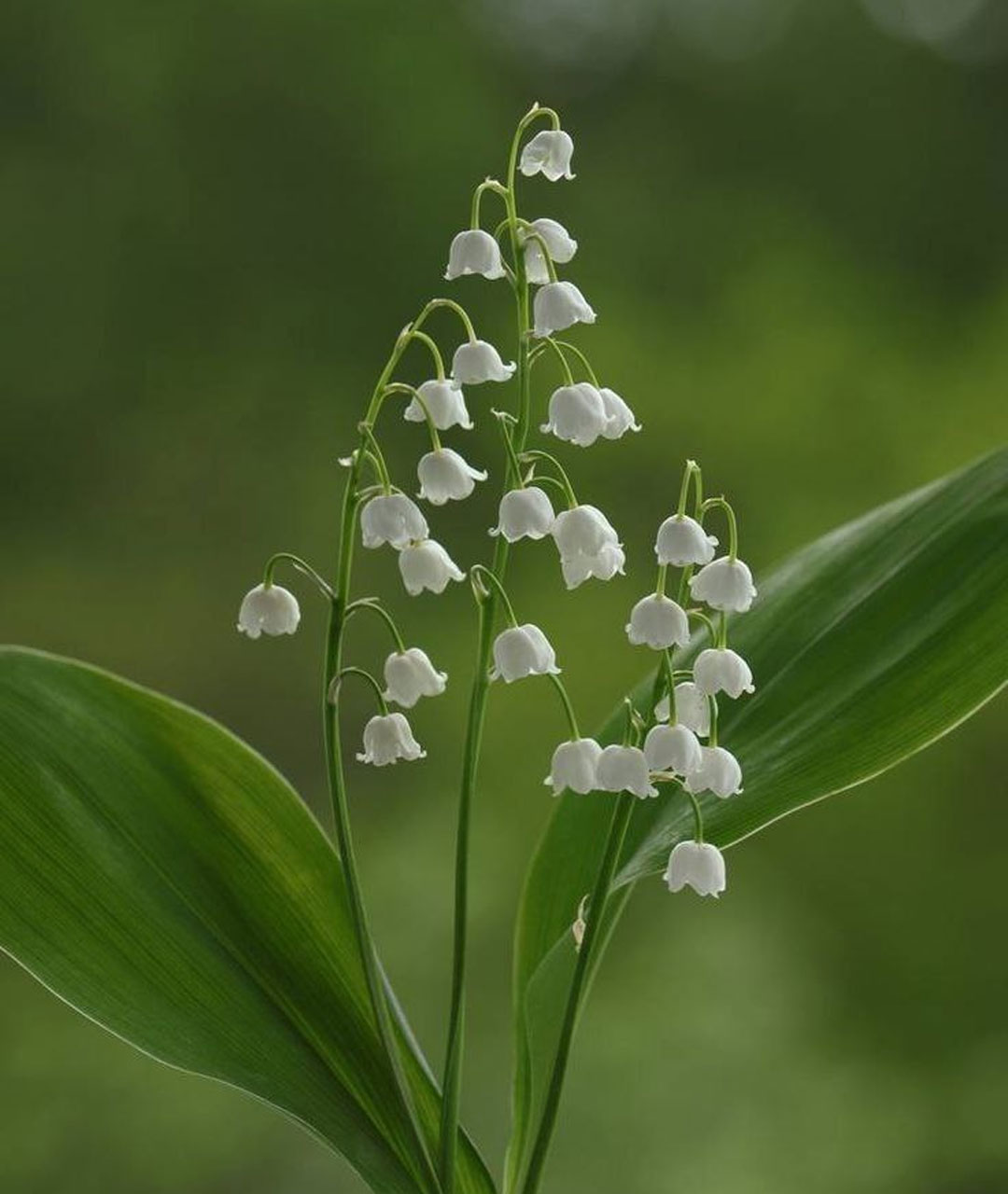 ریزوم گیاه موگه