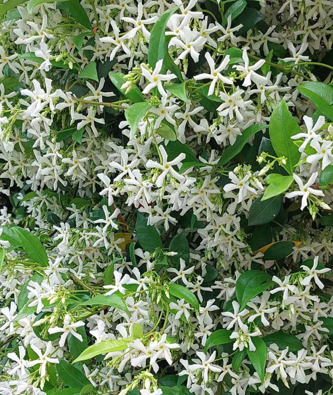 یاس جاسمین با گلهای ستاره ای