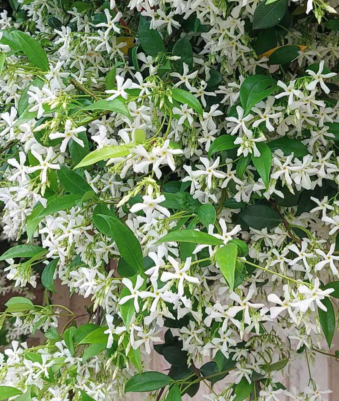 یاس جاسمین با گلهای ستارهای