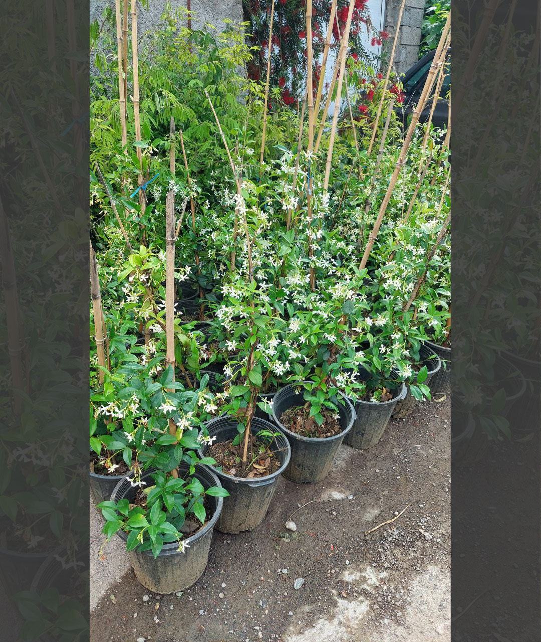 یاس جاسمین با گلهای ستاره ای - تصویر 2