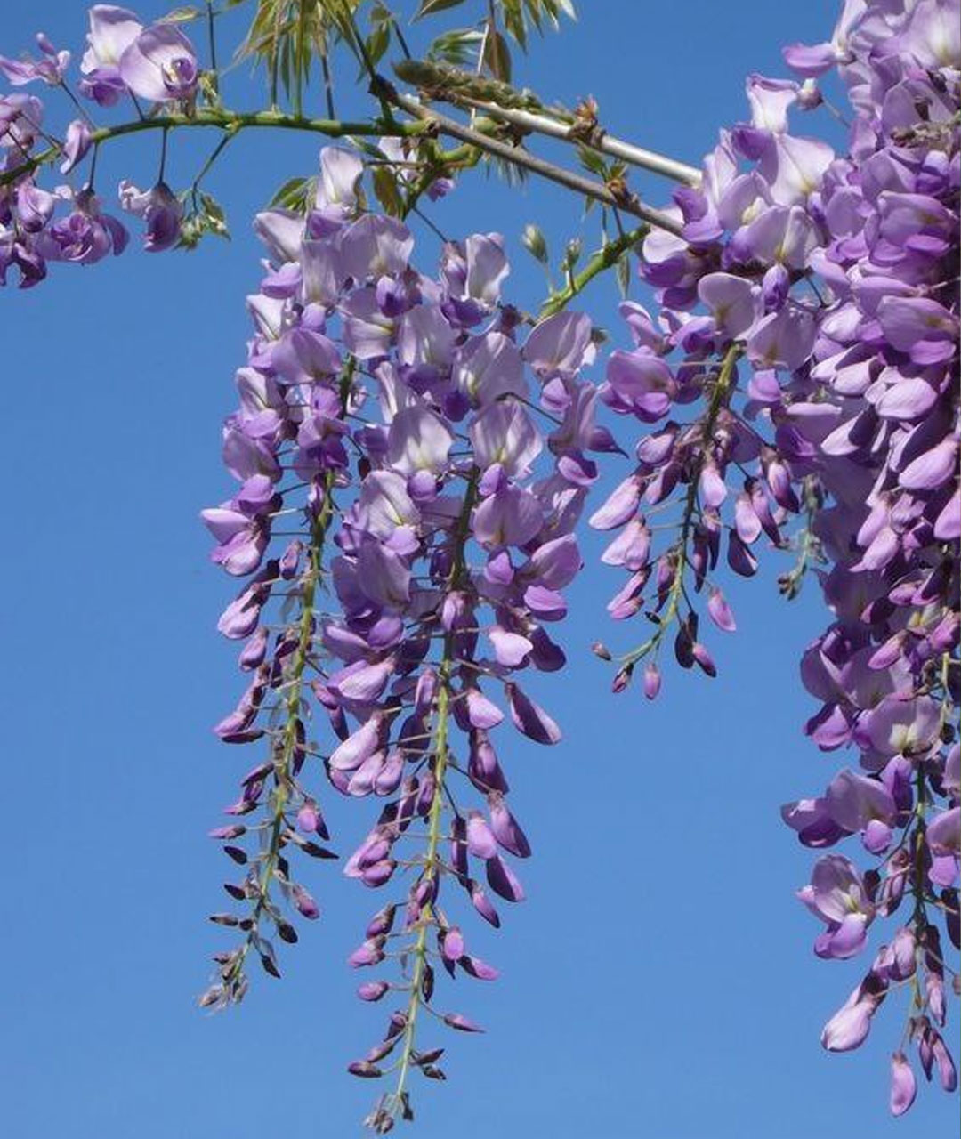 پیچ گلیسین بنفش