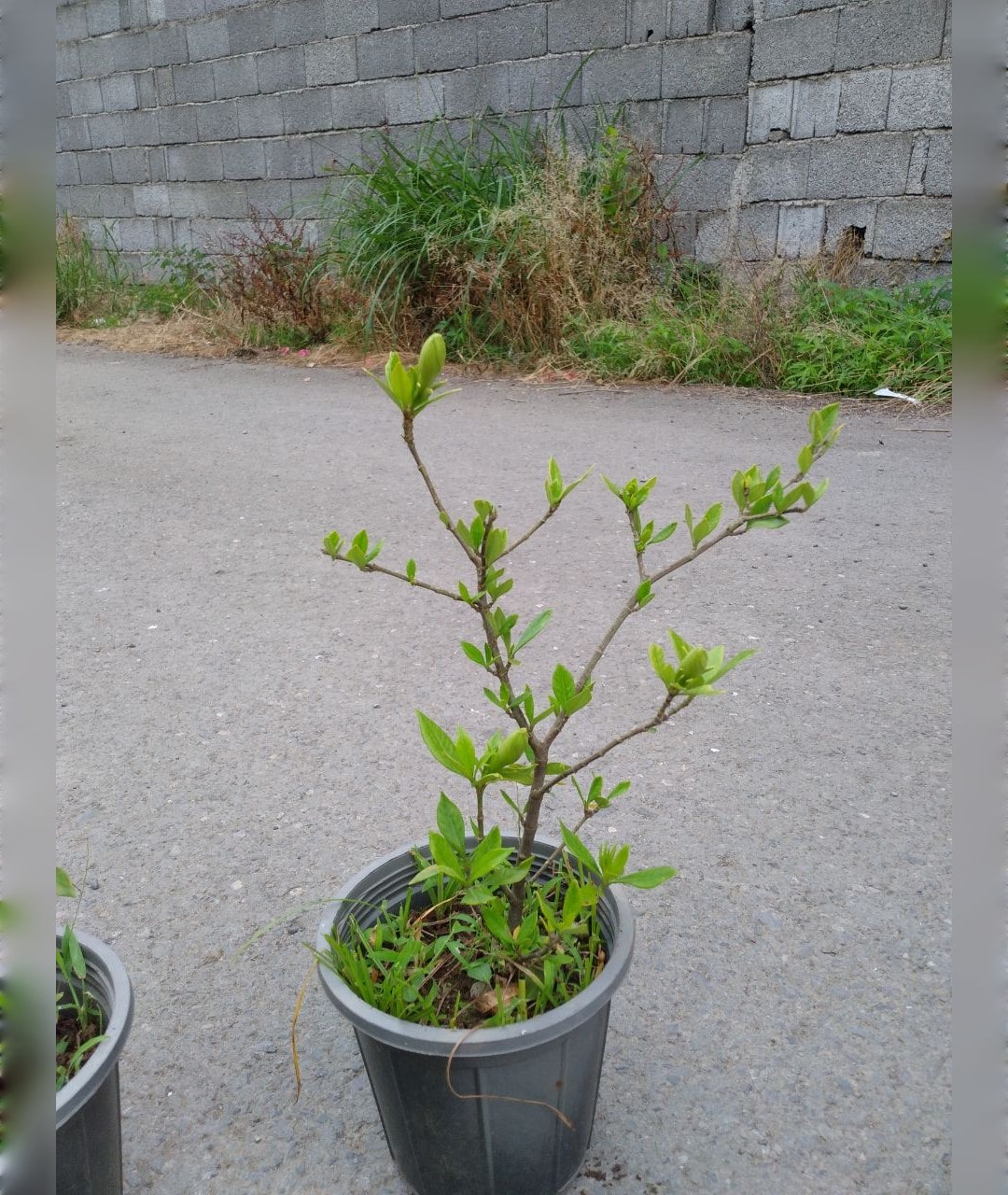 گاردانیا برگ ریز معطر سایز کوچک - تصویر 2