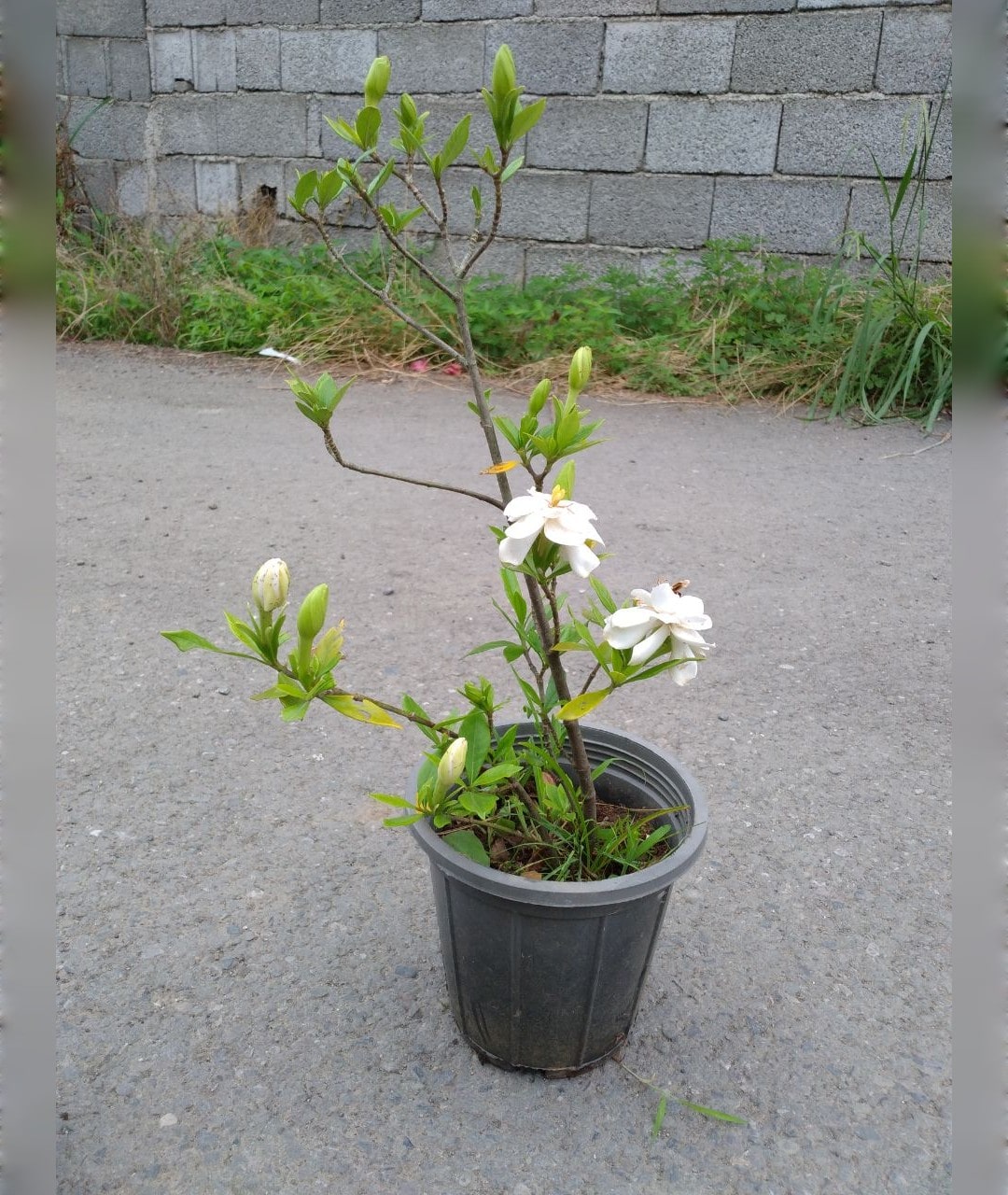 گاردانیا برگ ریز معطر سایز کوچک - تصویر 3