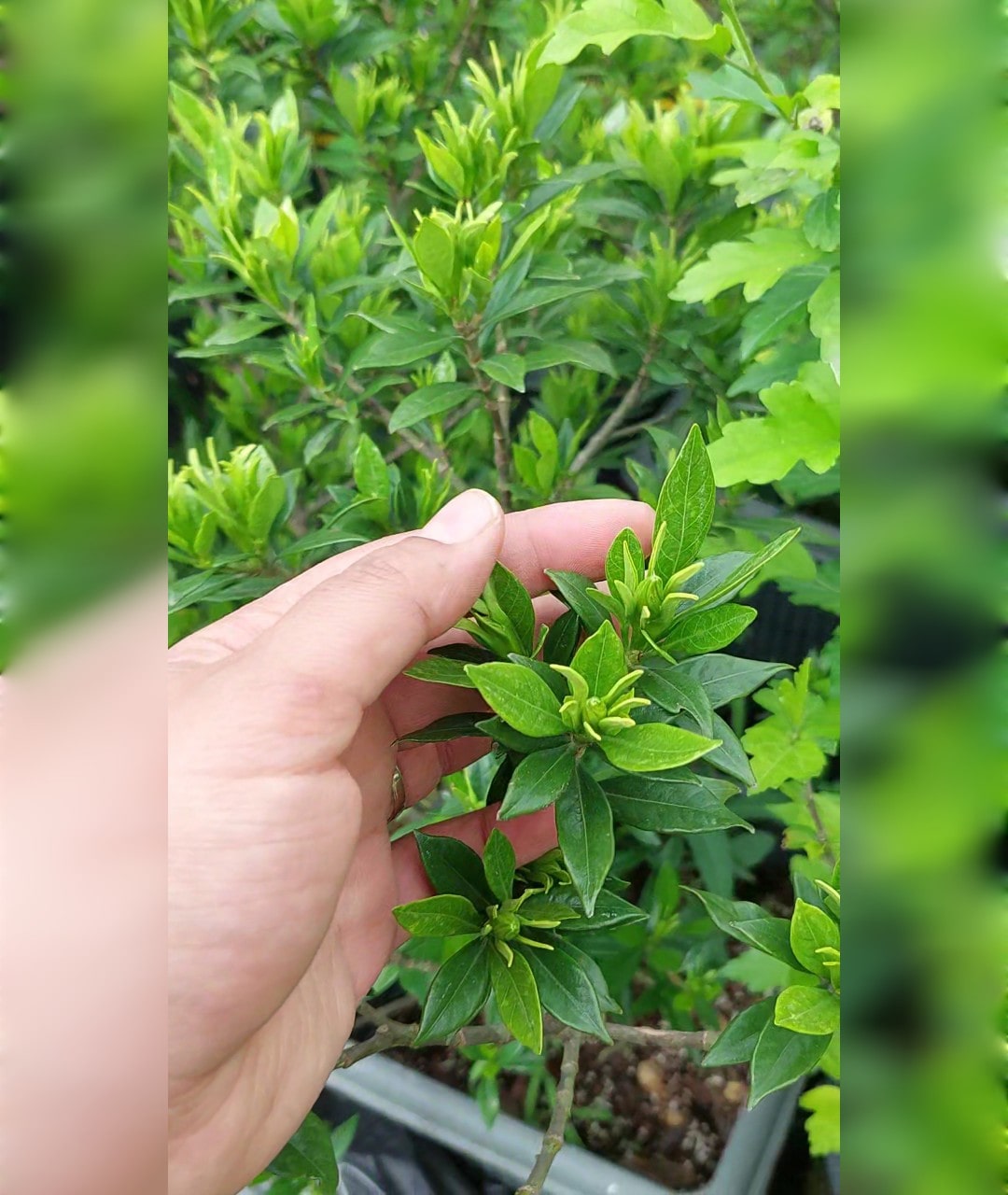 گاردانیا برگریز معطر سایز بزرگ جعبه - تصویر 2