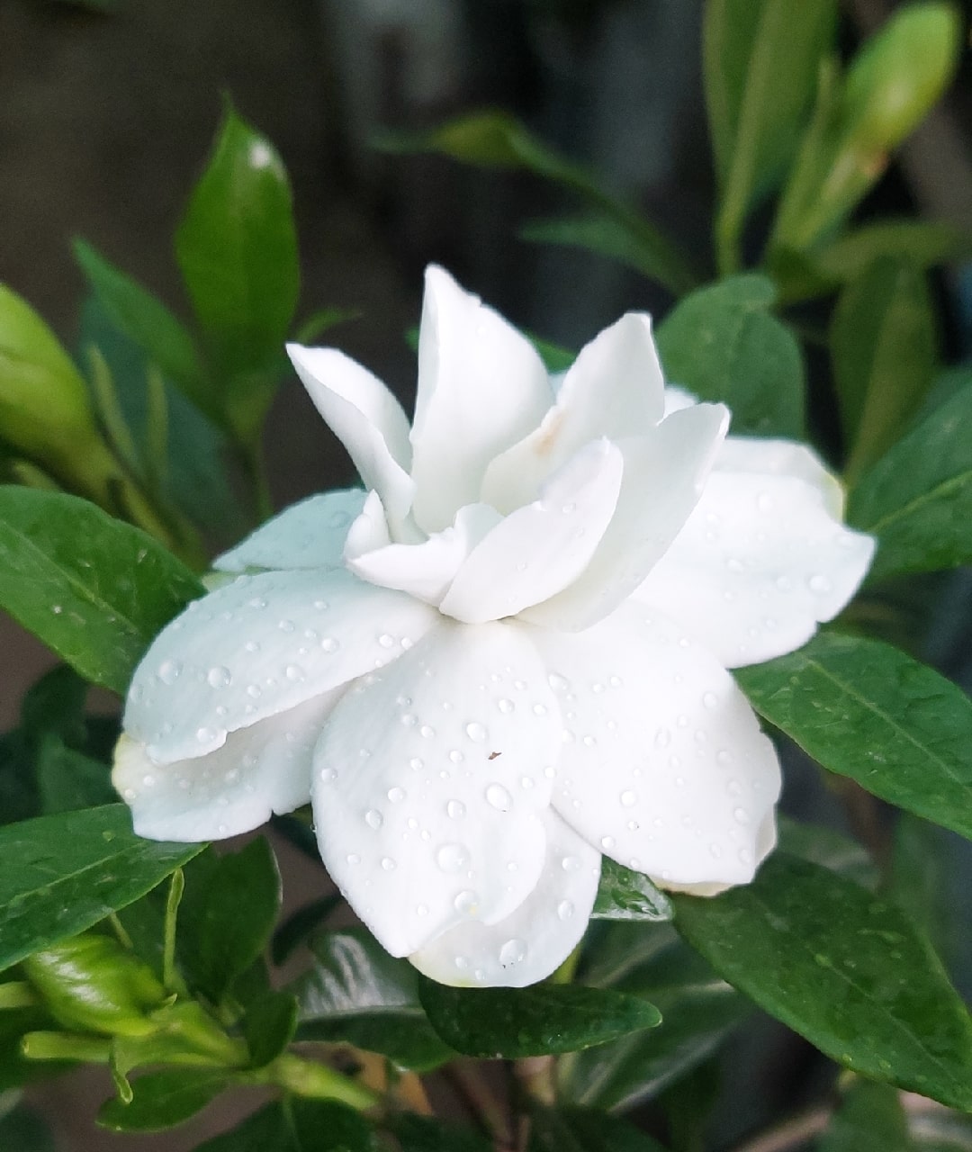 گاردانیا برگریز معطر سایز بزرگ جعبه