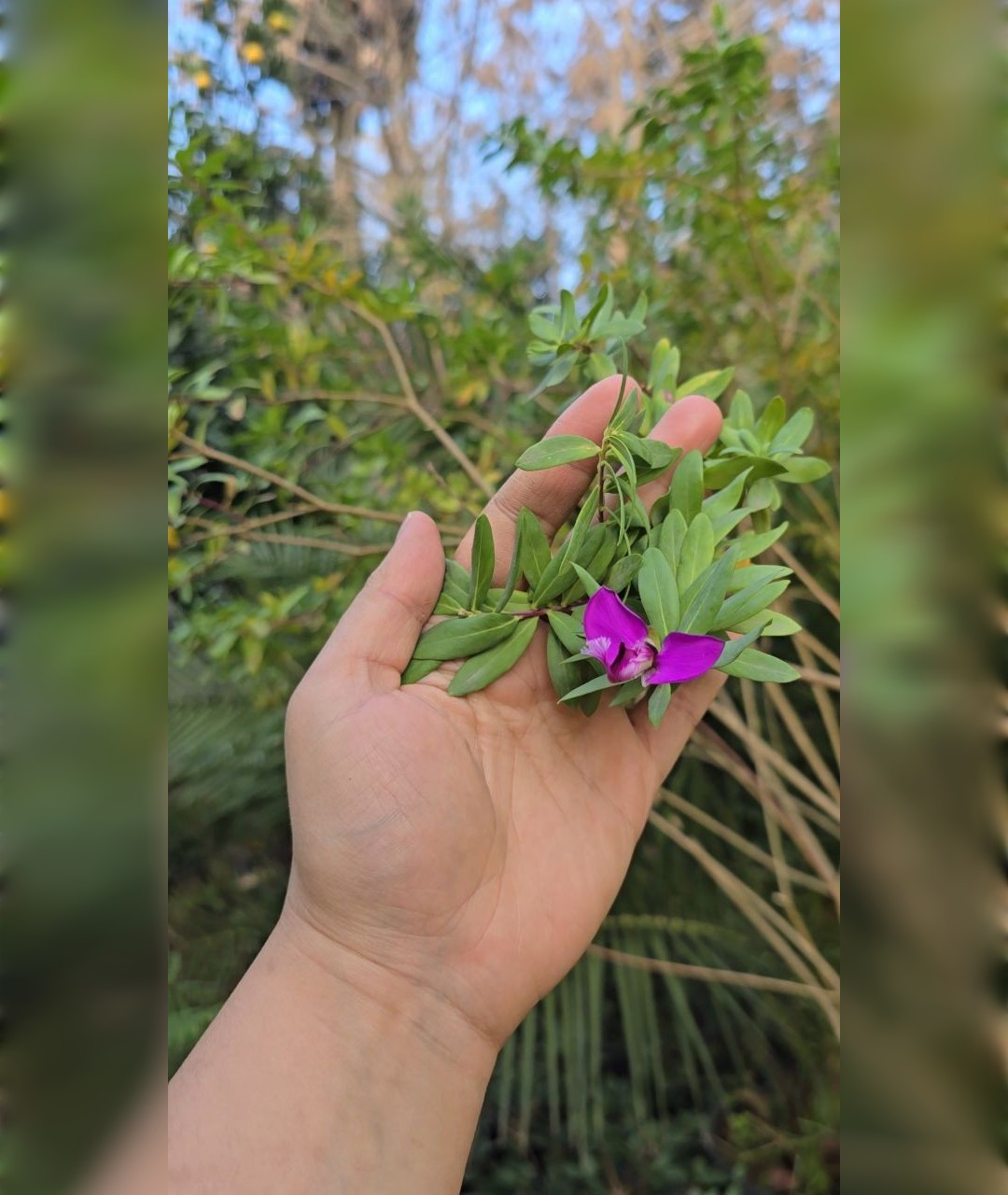 یاس پرطاووسی بنفش - تصویر 2