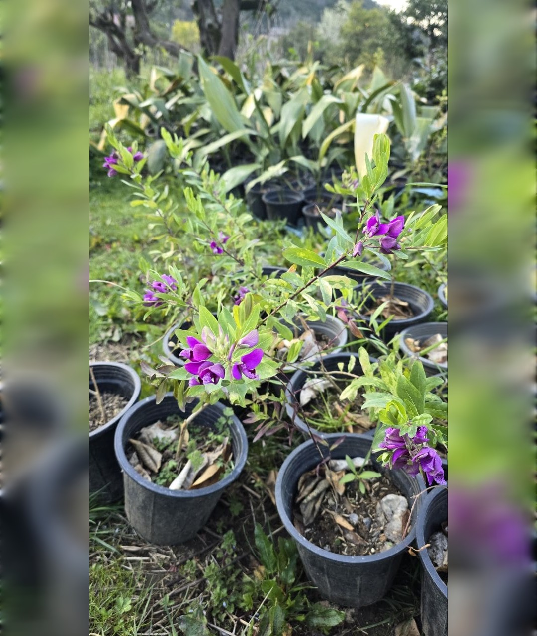 یاس پرطاووسی بنفش - تصویر 3