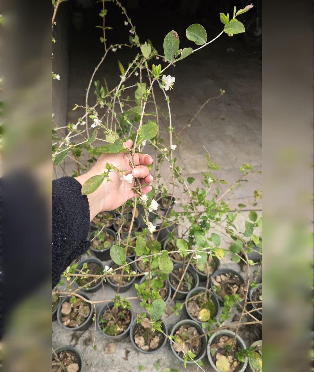 امین درختی زمستانه معطر - تصویر 3