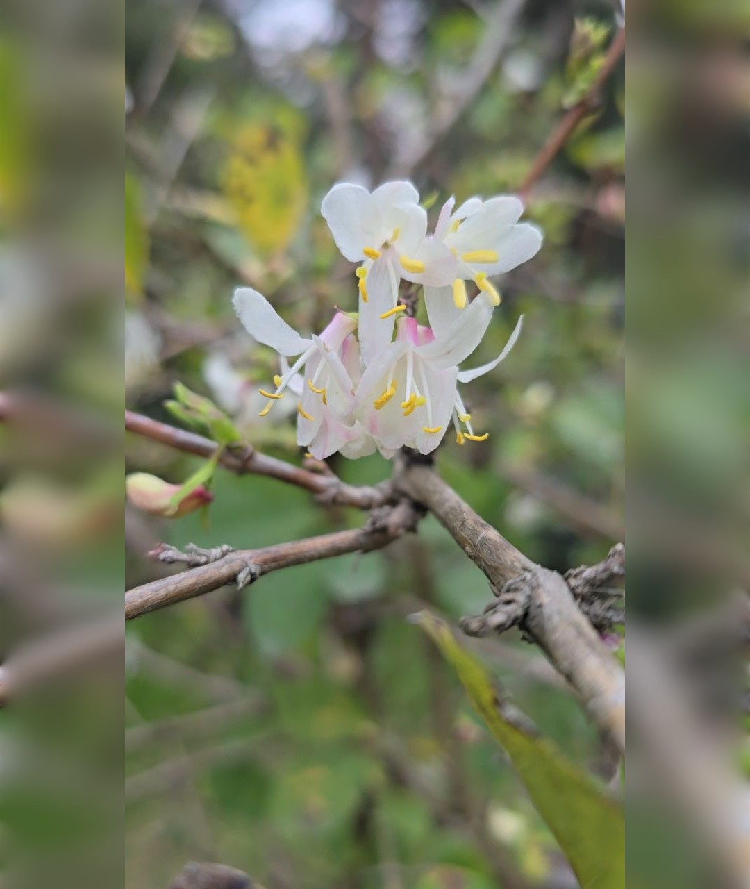 امین درختی زمستانه معطر - تصویر 2