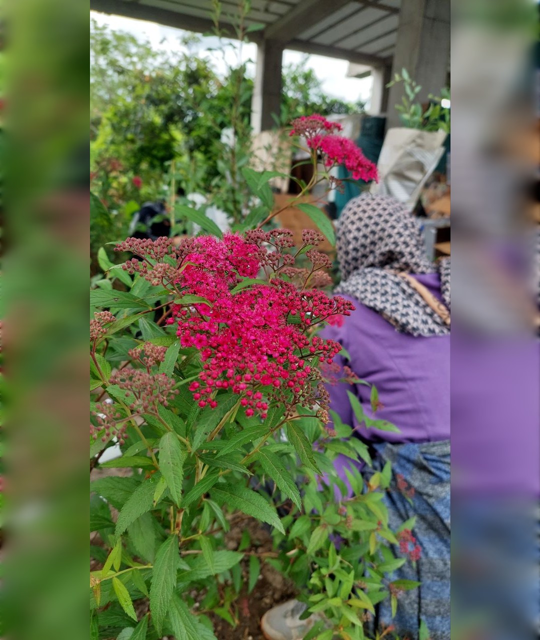 اسپیره سرخابی متوسط - تصویر 4