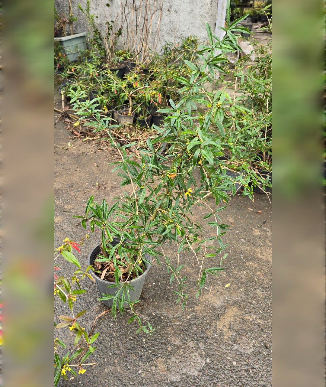 بربریس سایز بزرگ - تصویر 3
