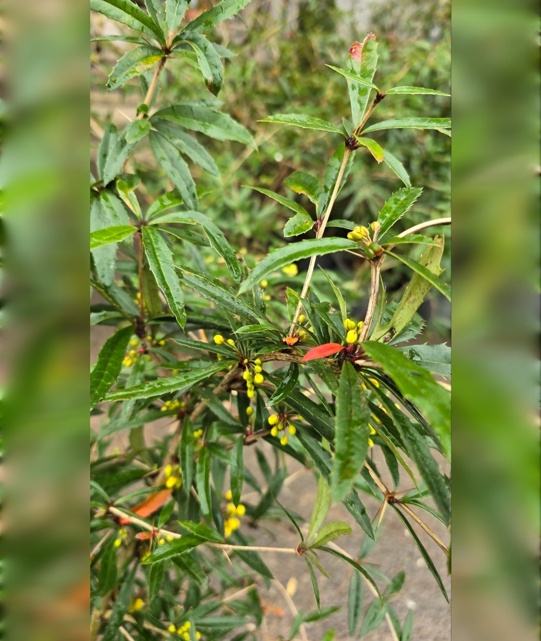 بربریس سایز بزرگ - تصویر 2