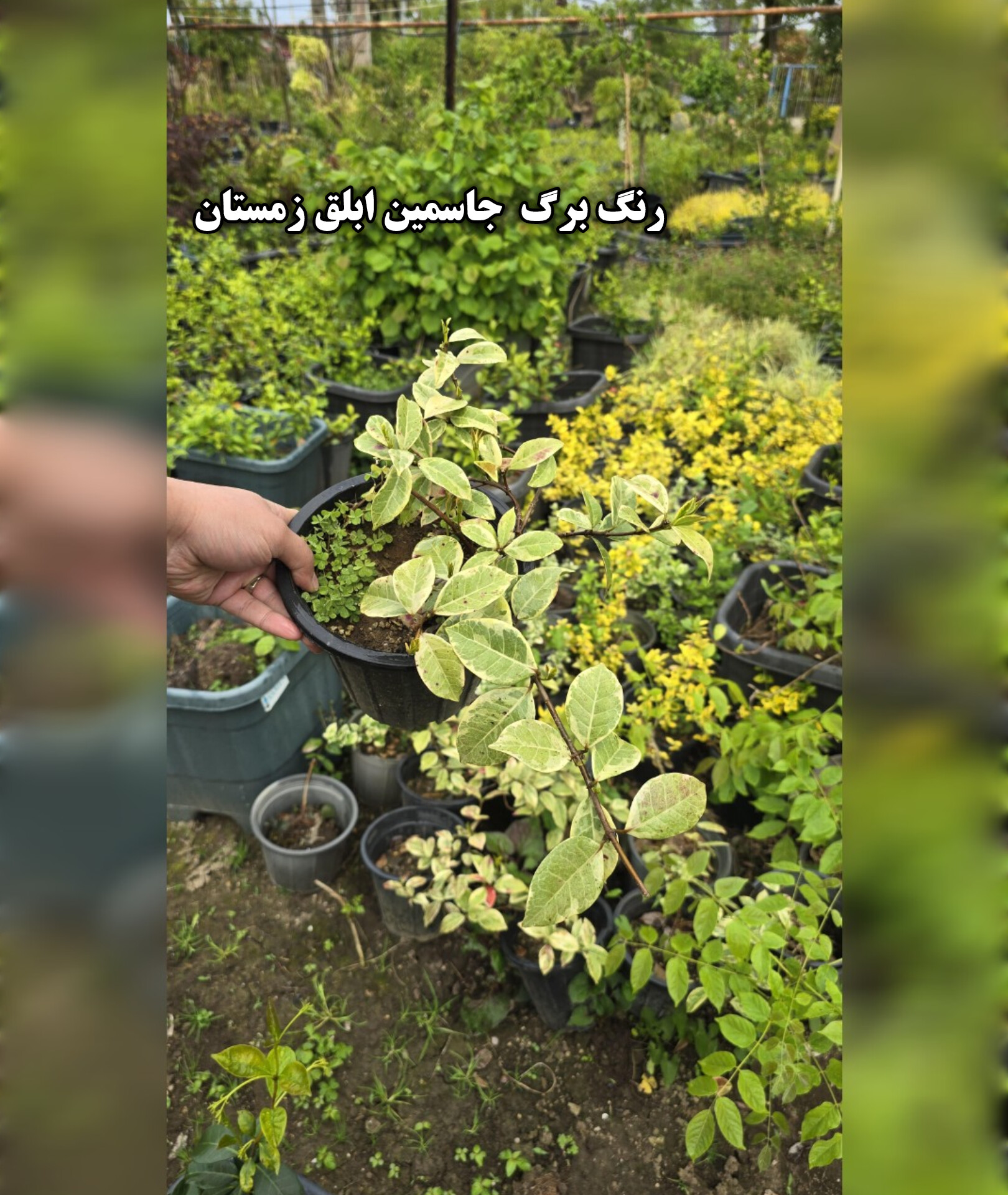یاس جاسمین ابلق کمیاب کوچک - تصویر 4