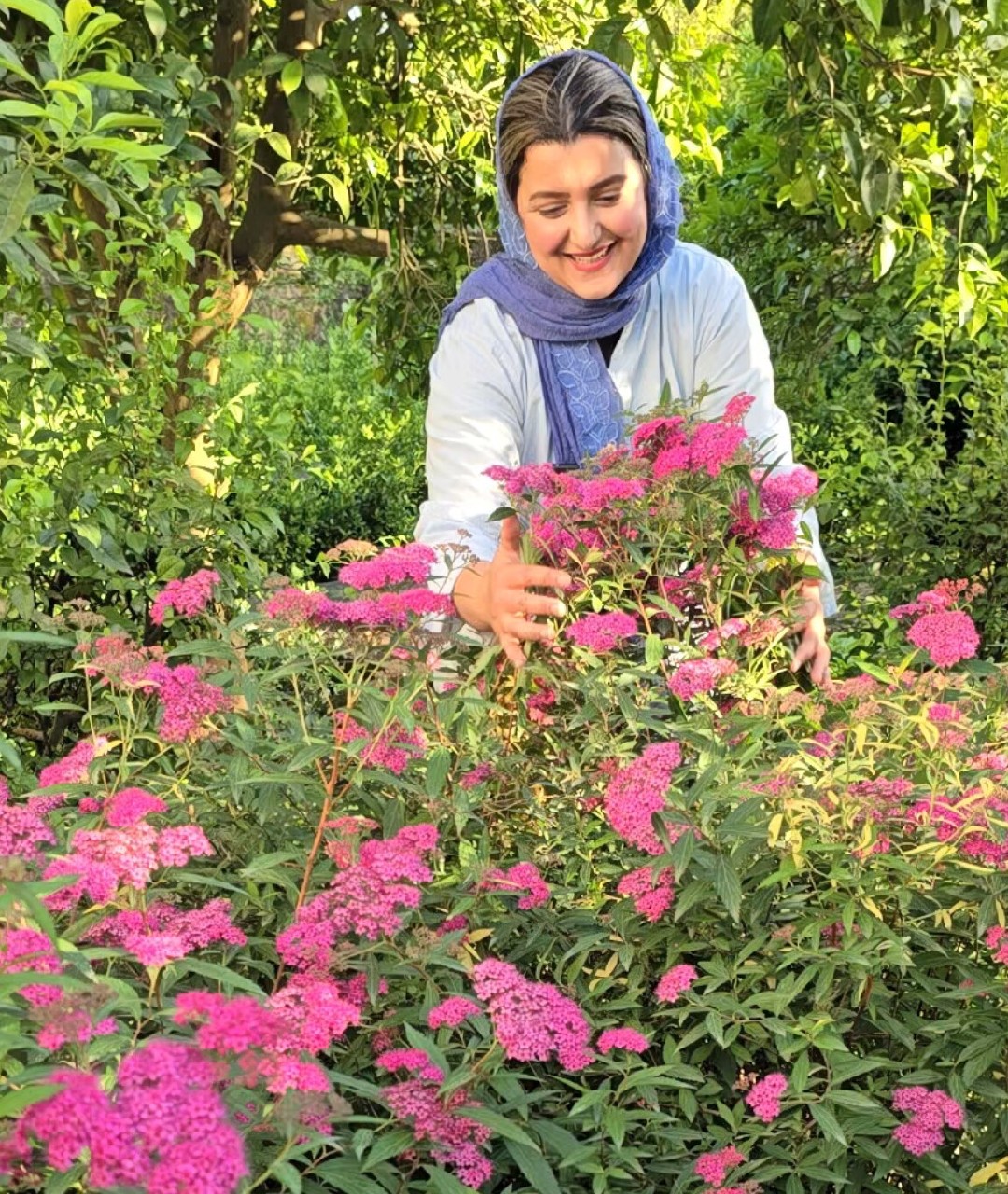 اسپیره سرخابی متوسط