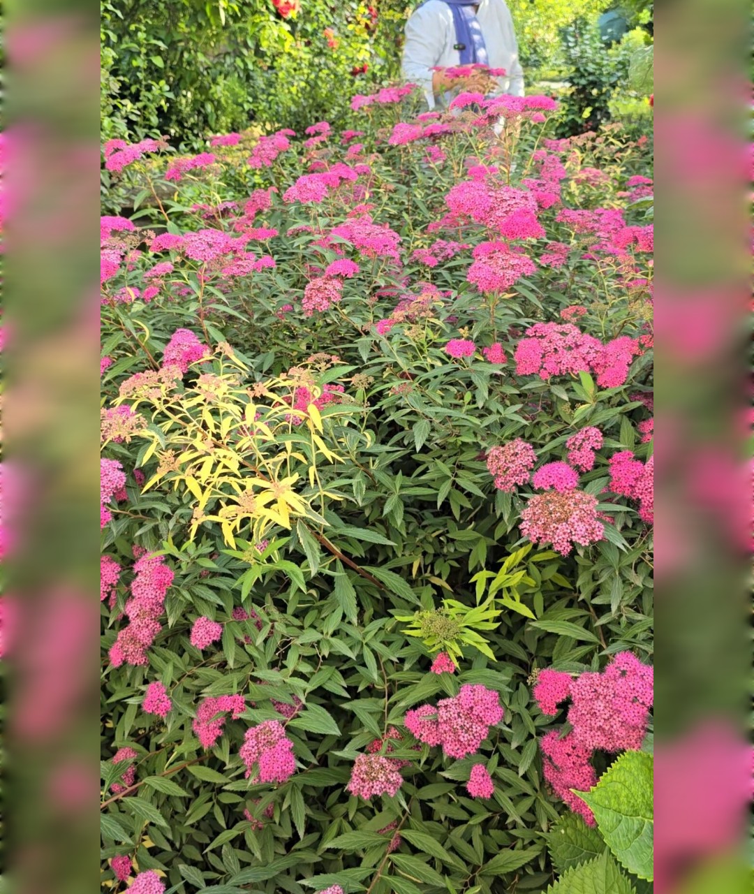 اسپیره سرخابی متوسط - تصویر 2