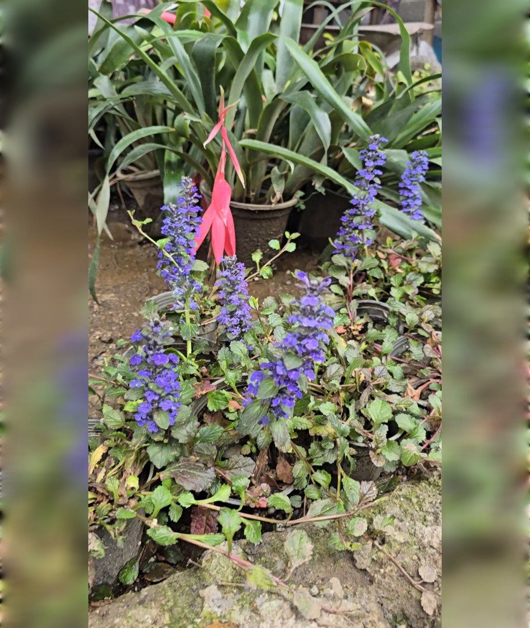 چمن آجوگا گیاه پوششی - تصویر 3