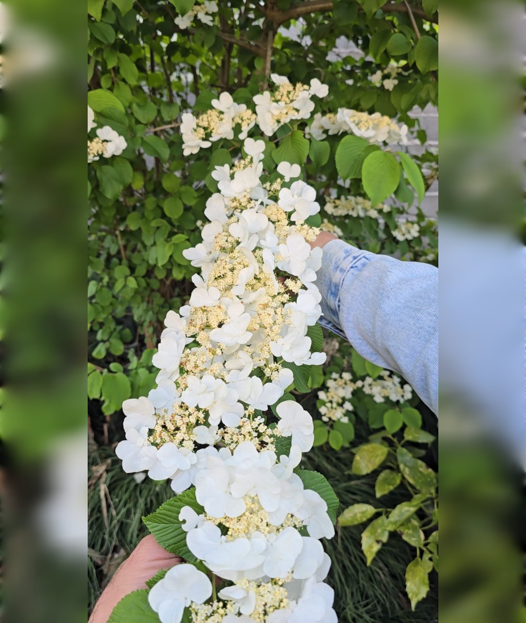 ویبرنوم ژاپنی - تصویر 5