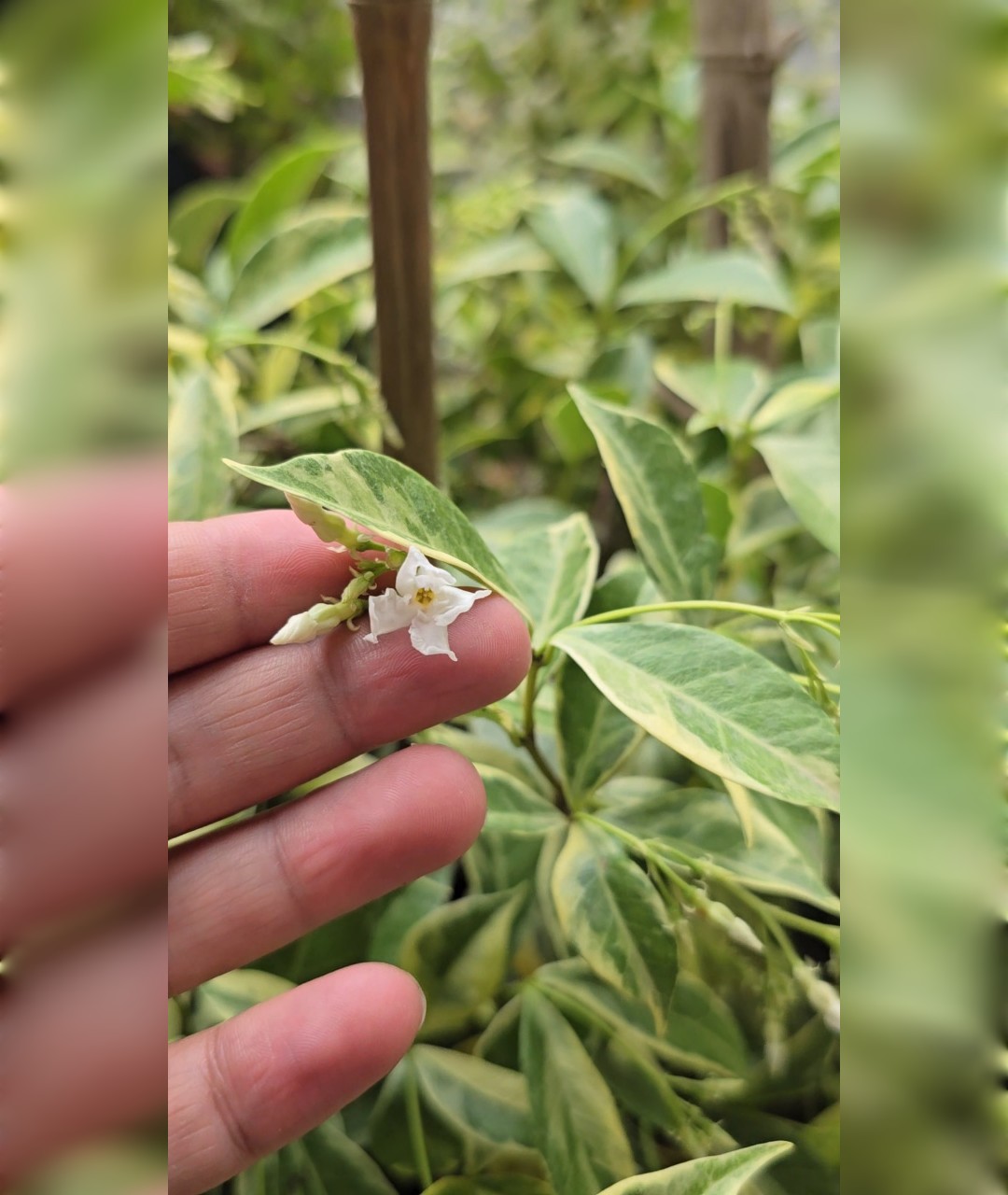 جاسمین ابلق کمیاب بزرگ - تصویر 2