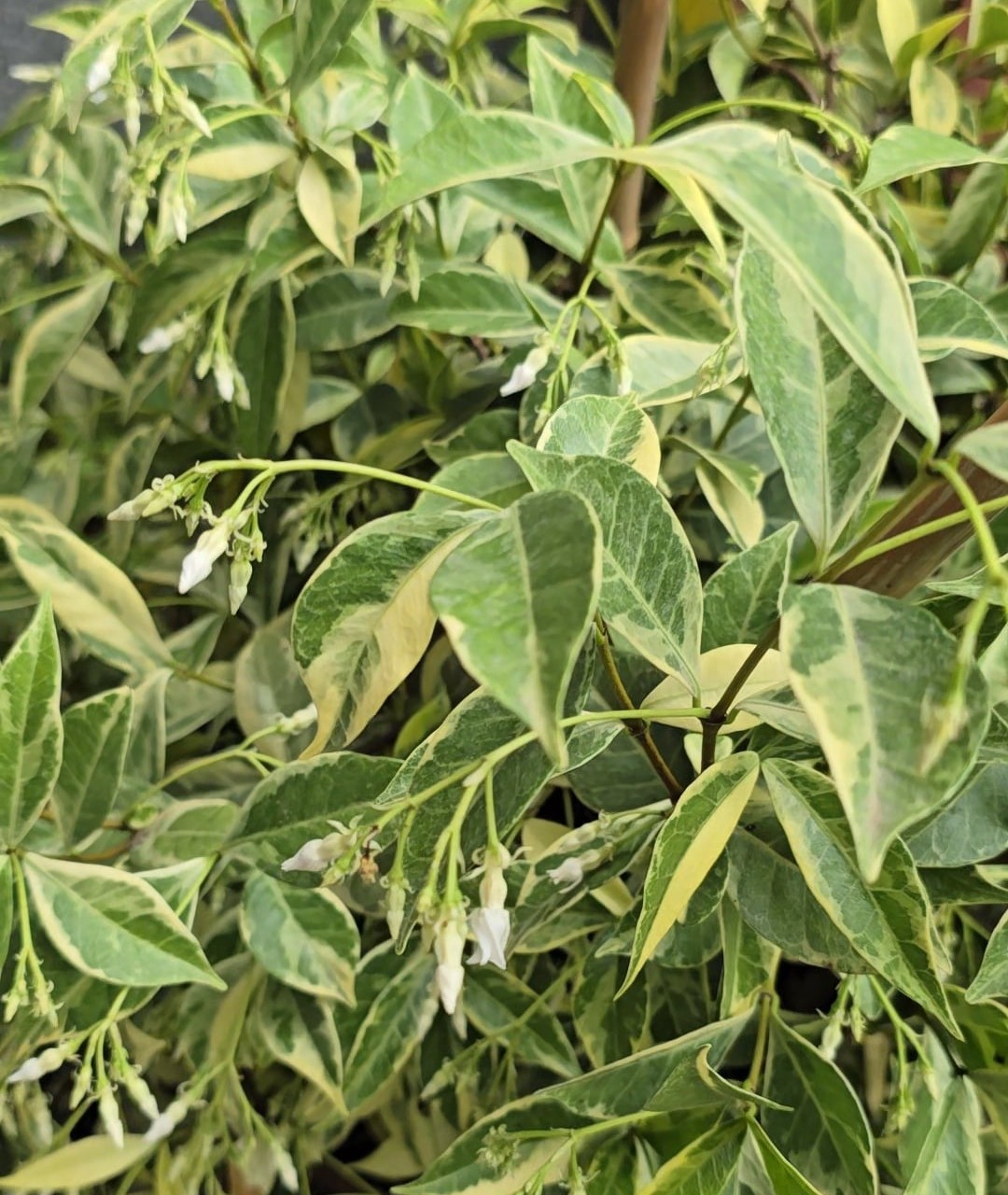 جاسمین ابلق کمیاب بزرگ