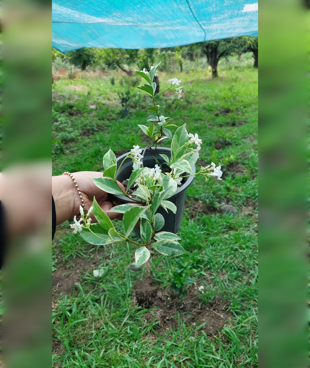یاس جاسمین ابلق کمیاب کوچک - تصویر 3