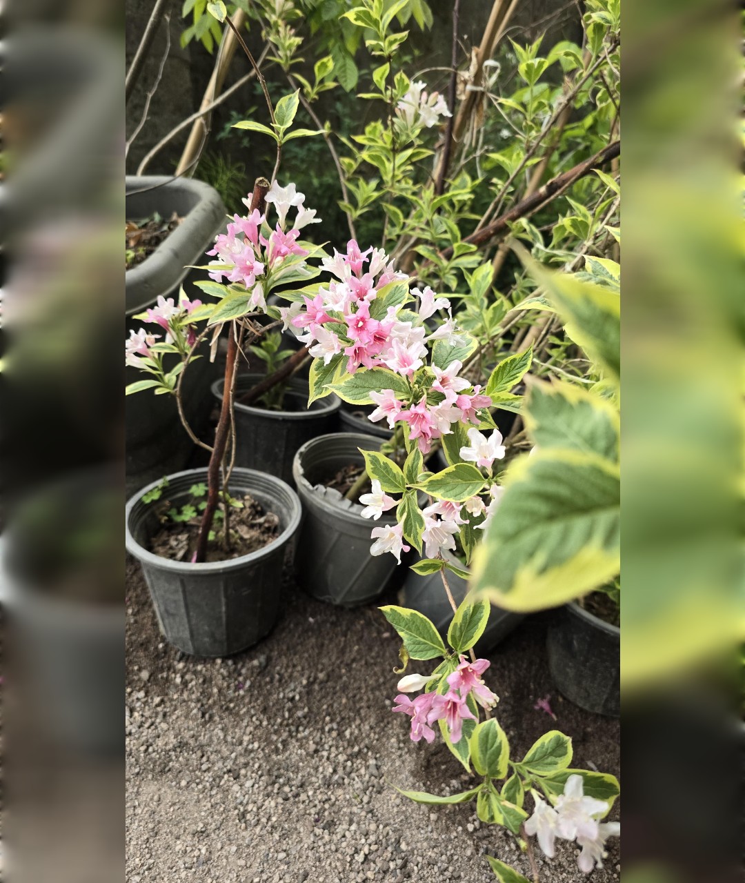 یاس وایگلیا وایگیلیا ابلق - تصویر 2