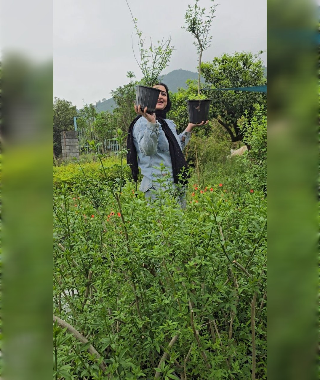یاس شیروانی چند بوته - تصویر 3