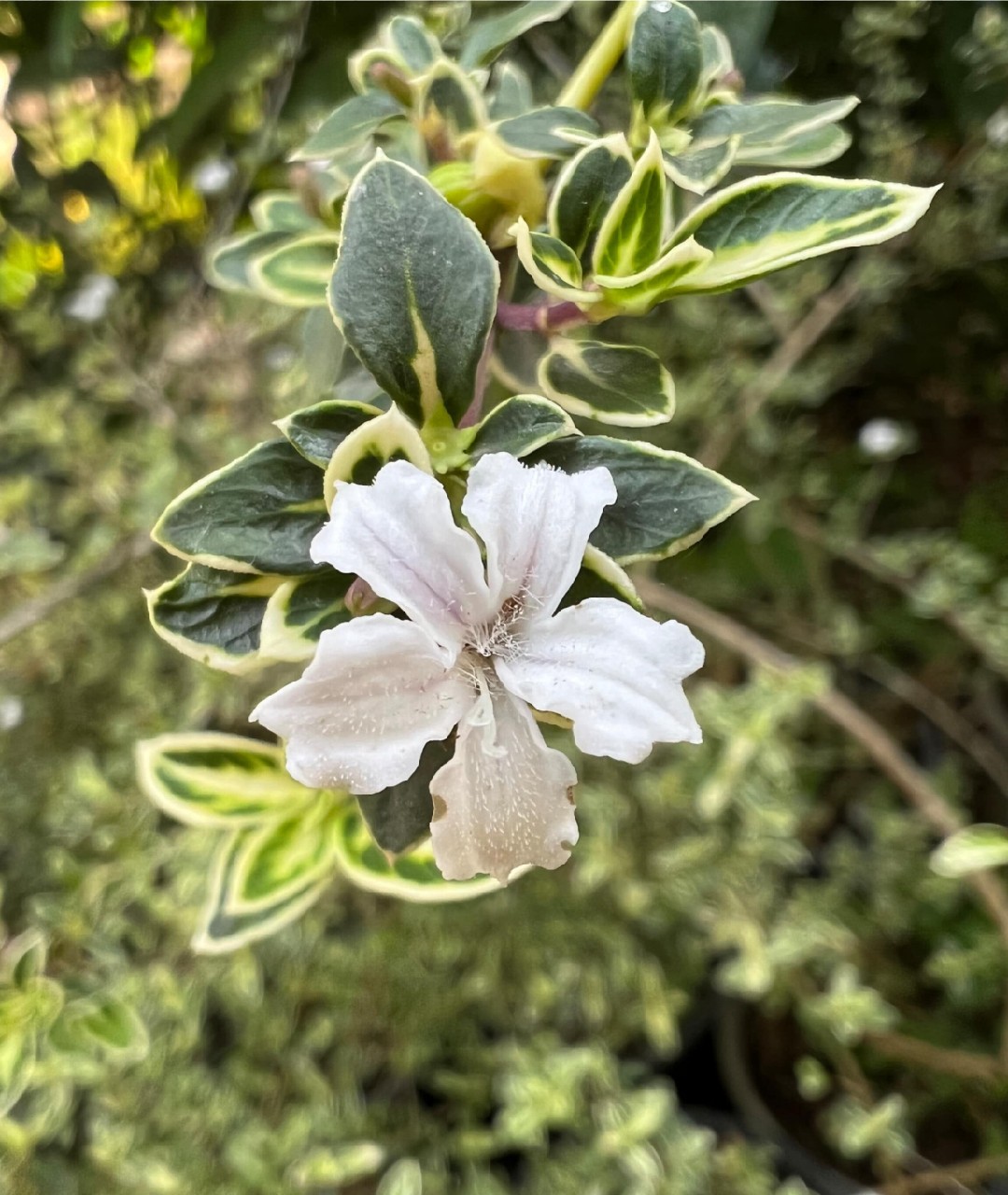 شمشاد ژاپونیکا یا سریسا