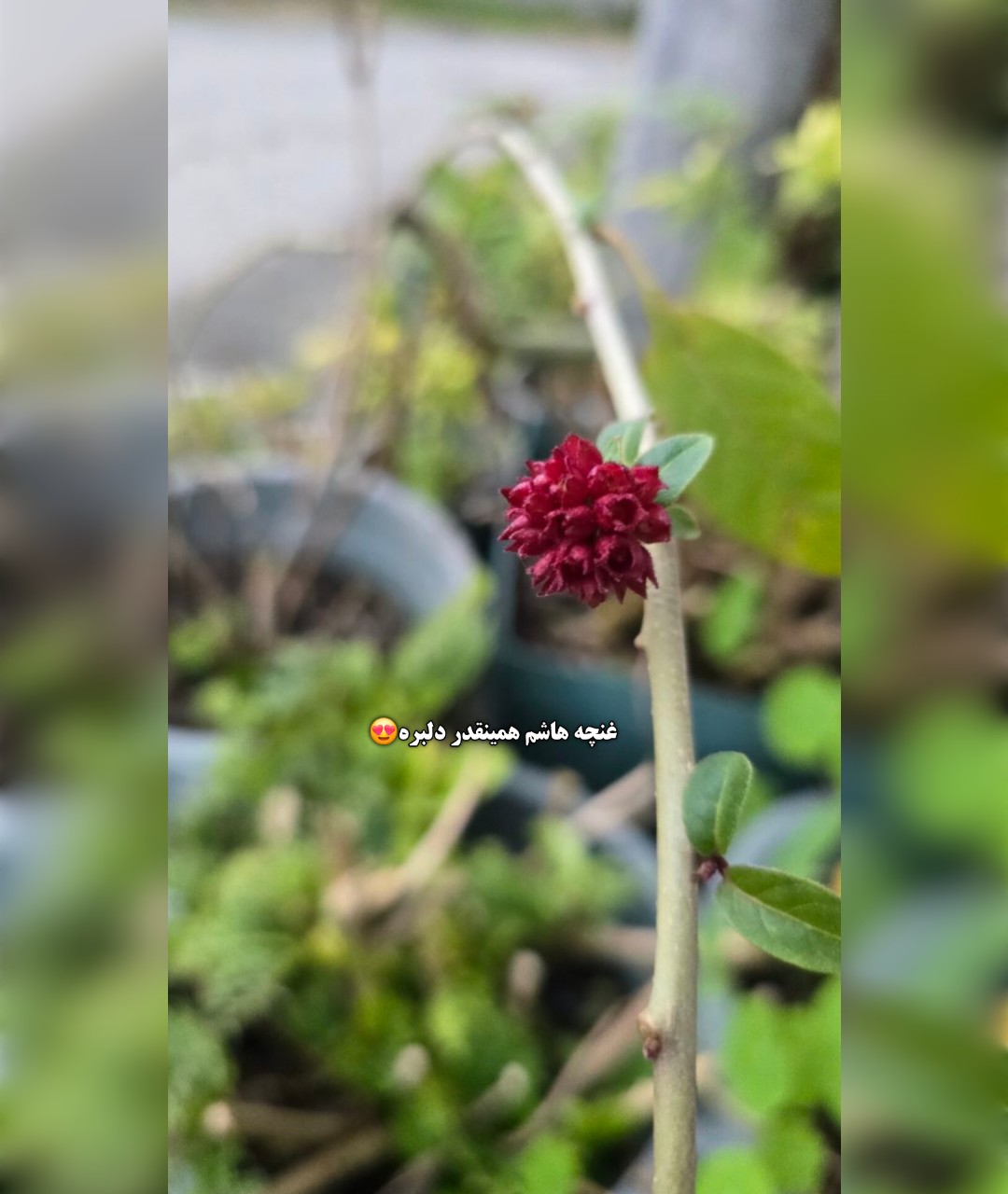 یاس شروین تنه قوی بزرگ (گل آتش بوته ) - تصویر 3