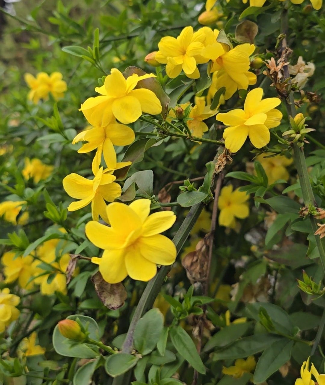 یاس شیروانی چند بوته