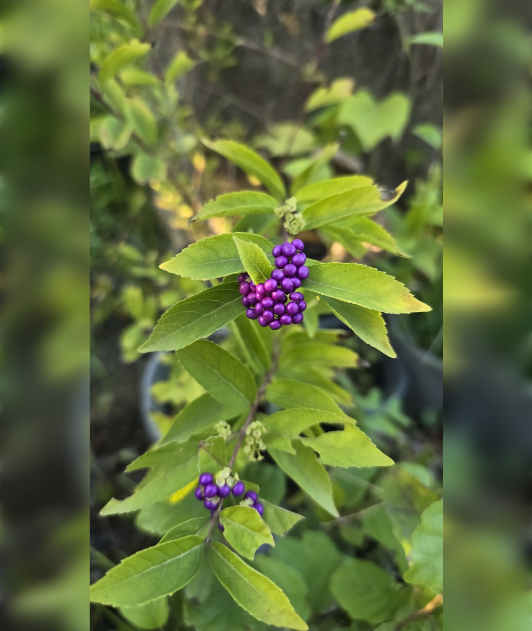 بیوتی بری بزرگ - تصویر 3