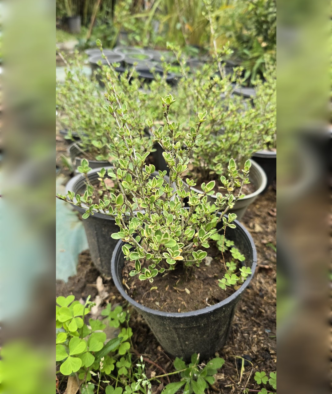 شمشاد ژاپونیکا یا سریسا - تصویر 3