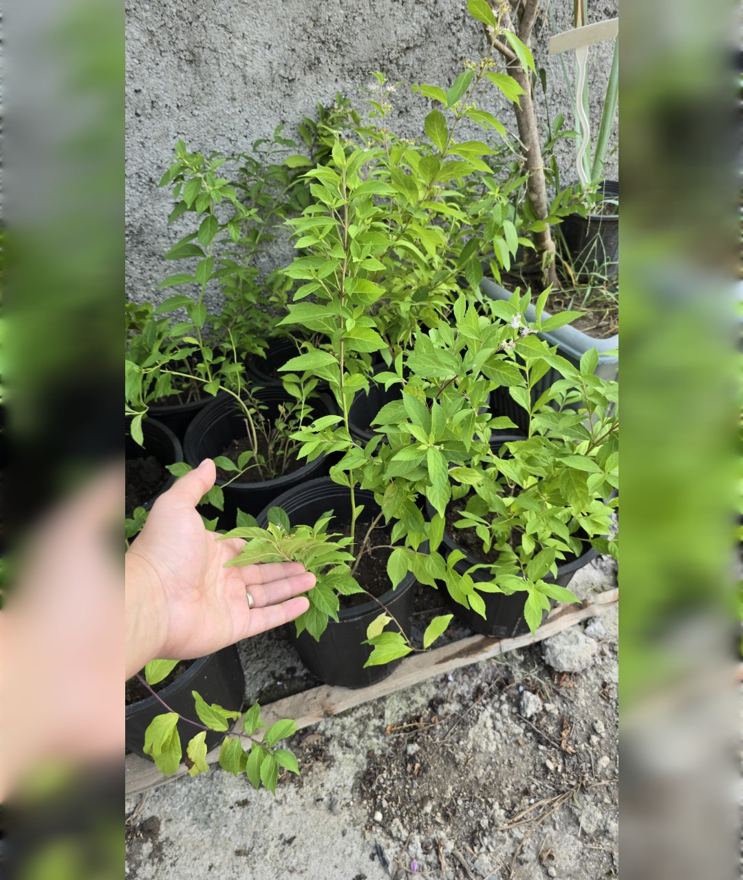 بیوتی بری بزرگ - تصویر 2