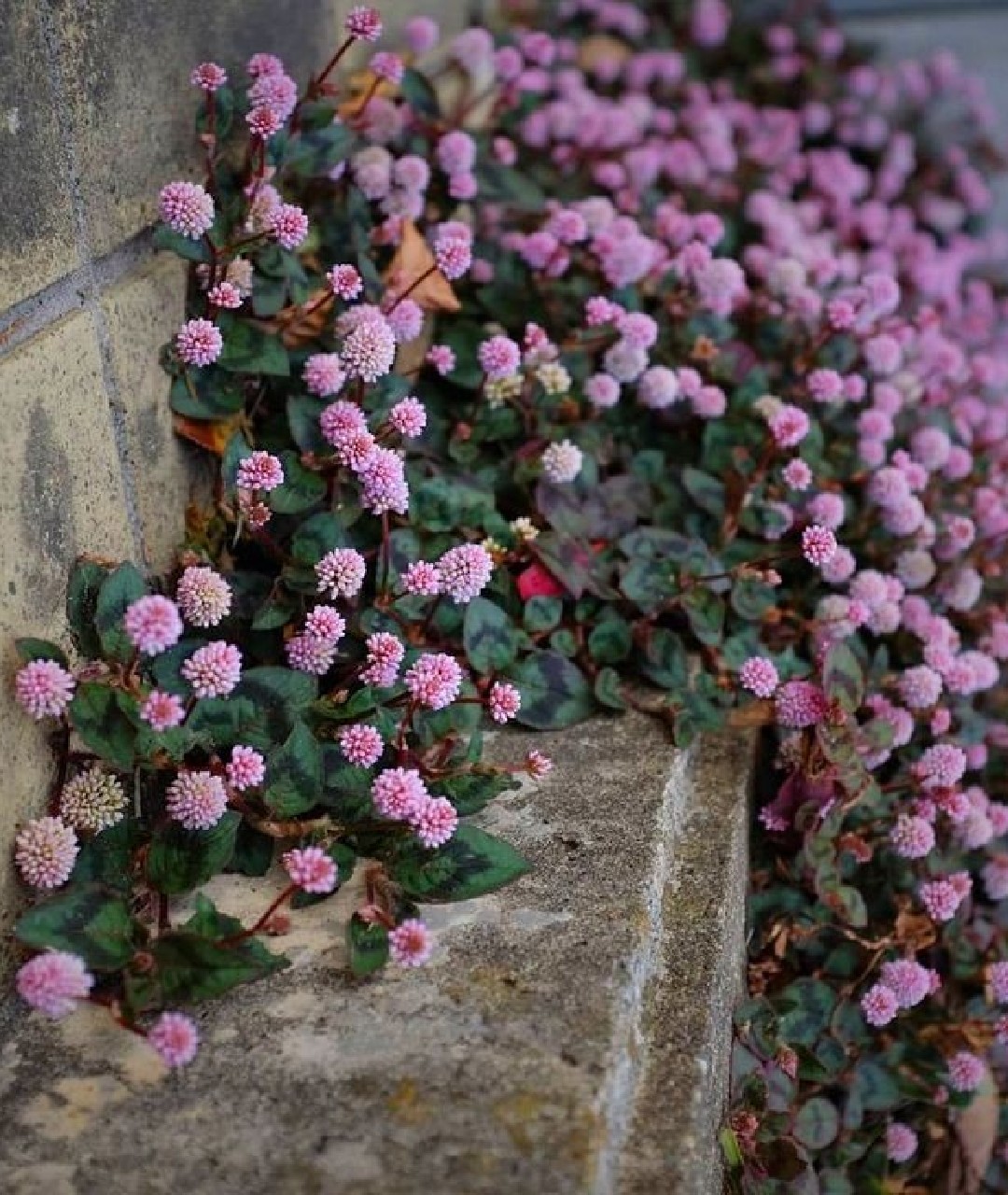 گل پوششی گره گره