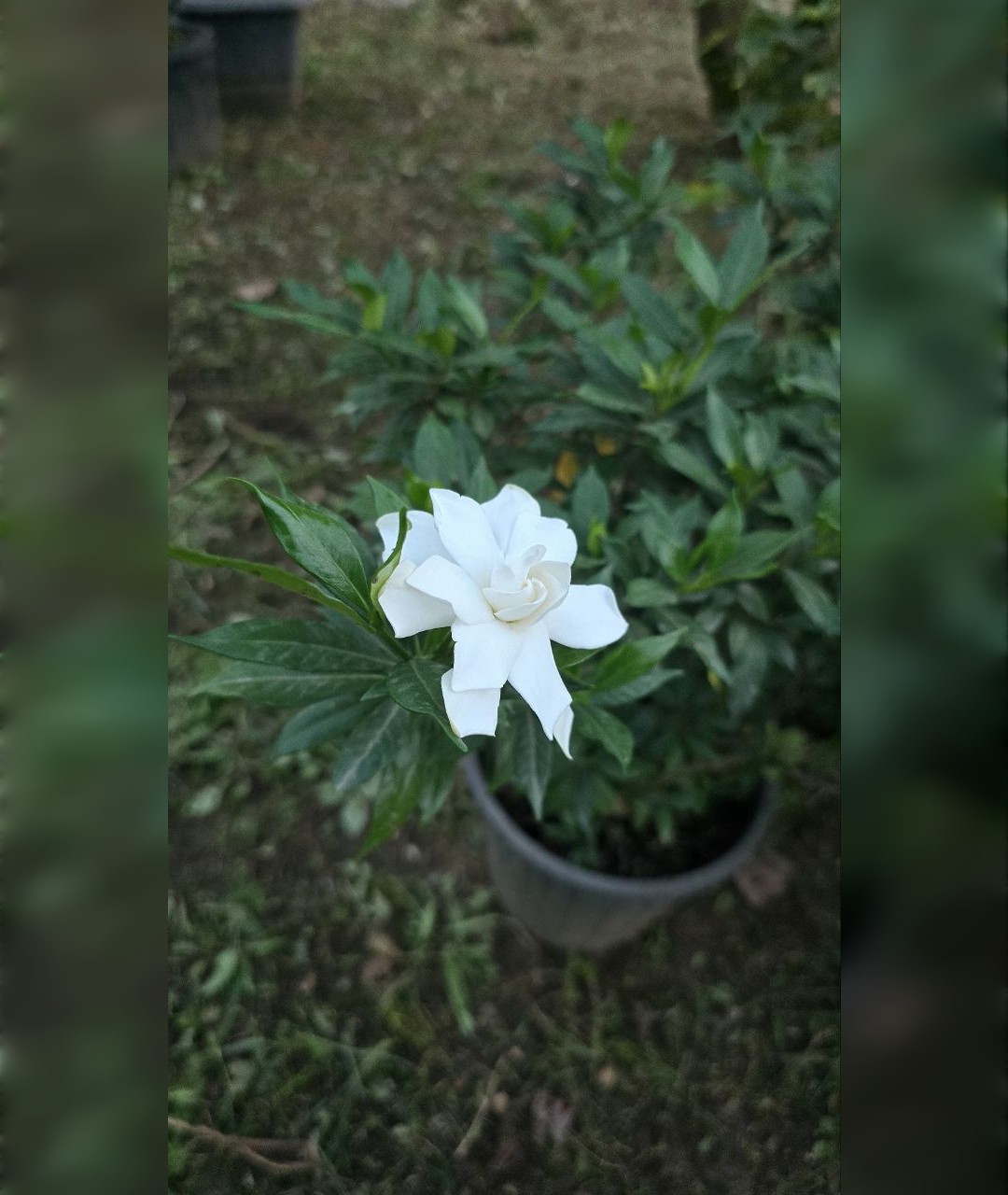 گاردانیا معطر و خوشبو سطل ده در حراج - تصویر 4