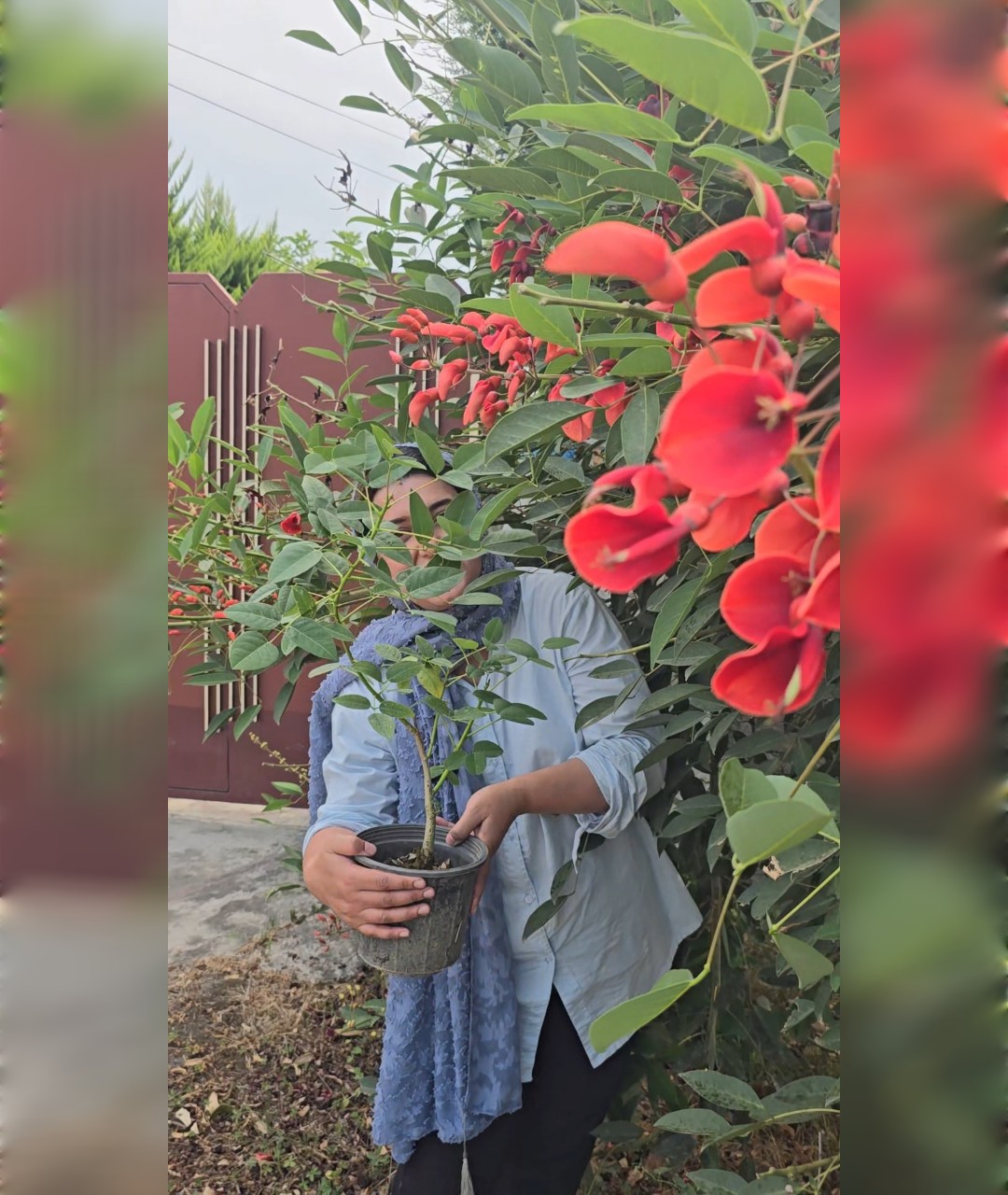 نهال فردوسی سایز کوچک - تصویر 2