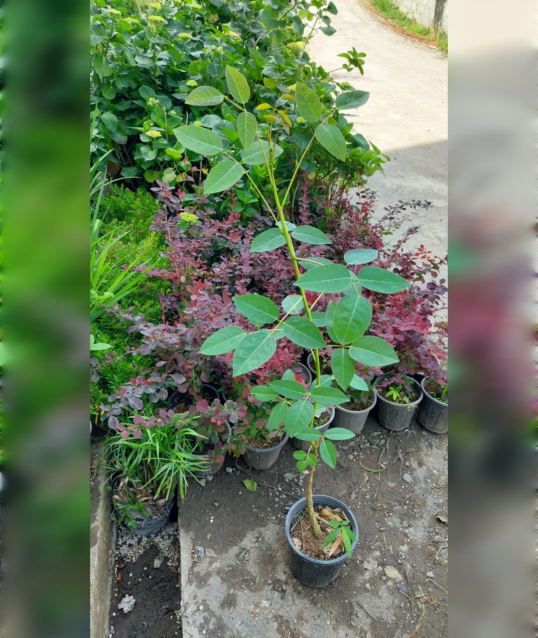 نهال فردوسی سایز کوچک - تصویر 3