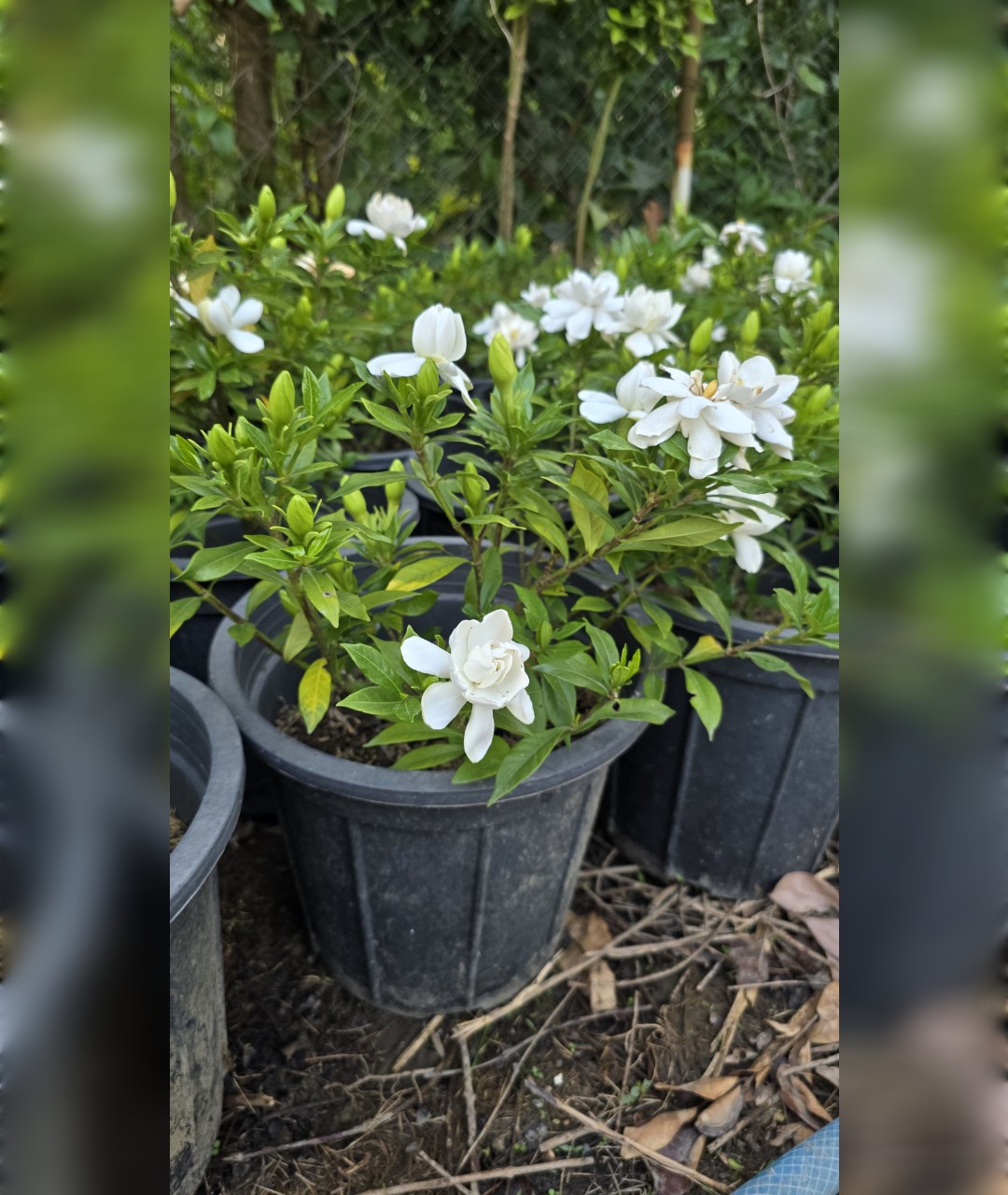 گاردانیا معطر و خوشبو سطل ده در حراج - تصویر 3