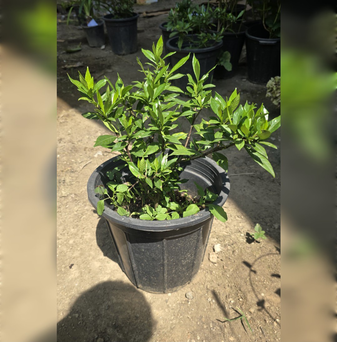 گاردانیا معطر و خوشبو سطل ده در حراج - تصویر 2