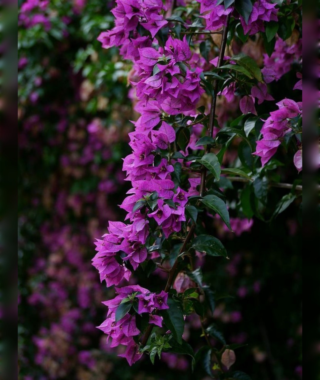 گل کاغذی بنفش مقاوم - تصویر 2