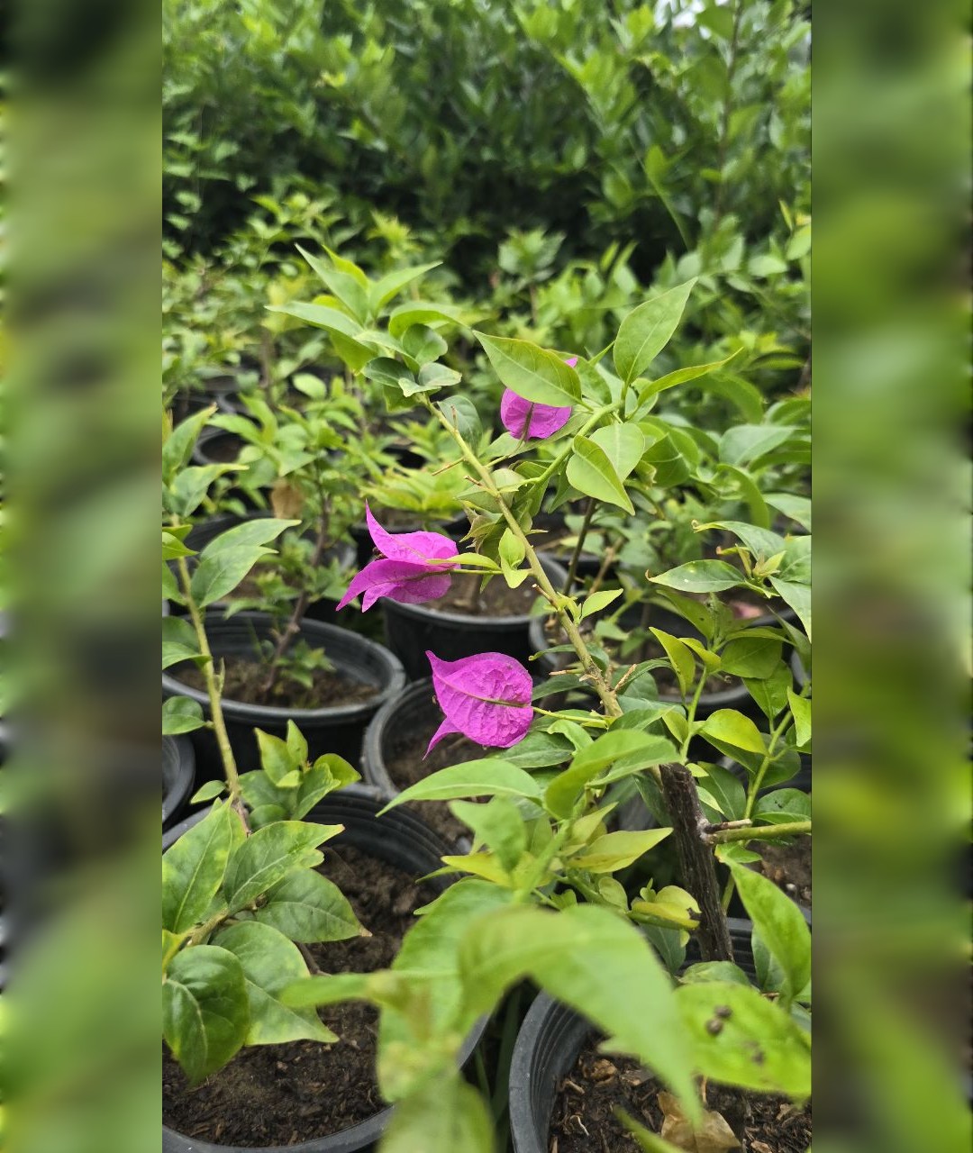 گل کاغذی بنفش مقاوم - تصویر 3