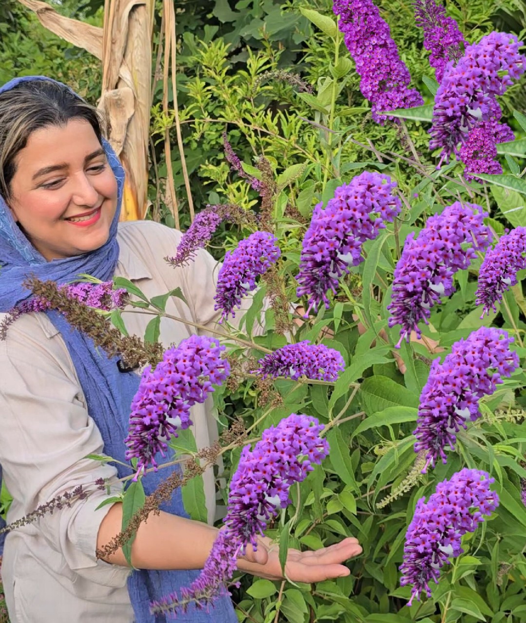 بودلیا دم موشی معطر