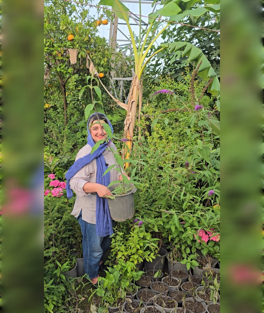 بودلیا دم موشی معطر - تصویر 3