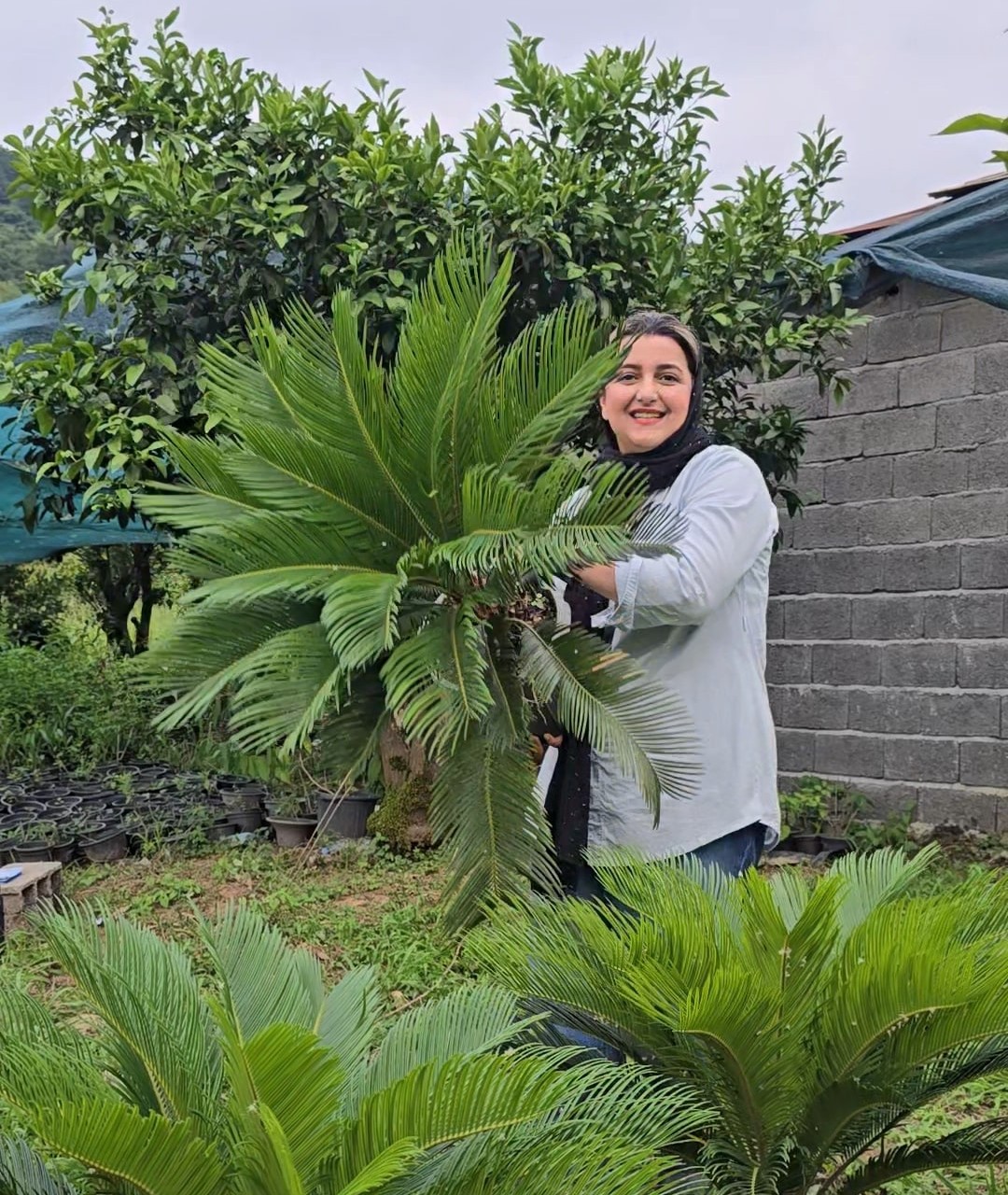نخل سیکاس سایز بزرگ