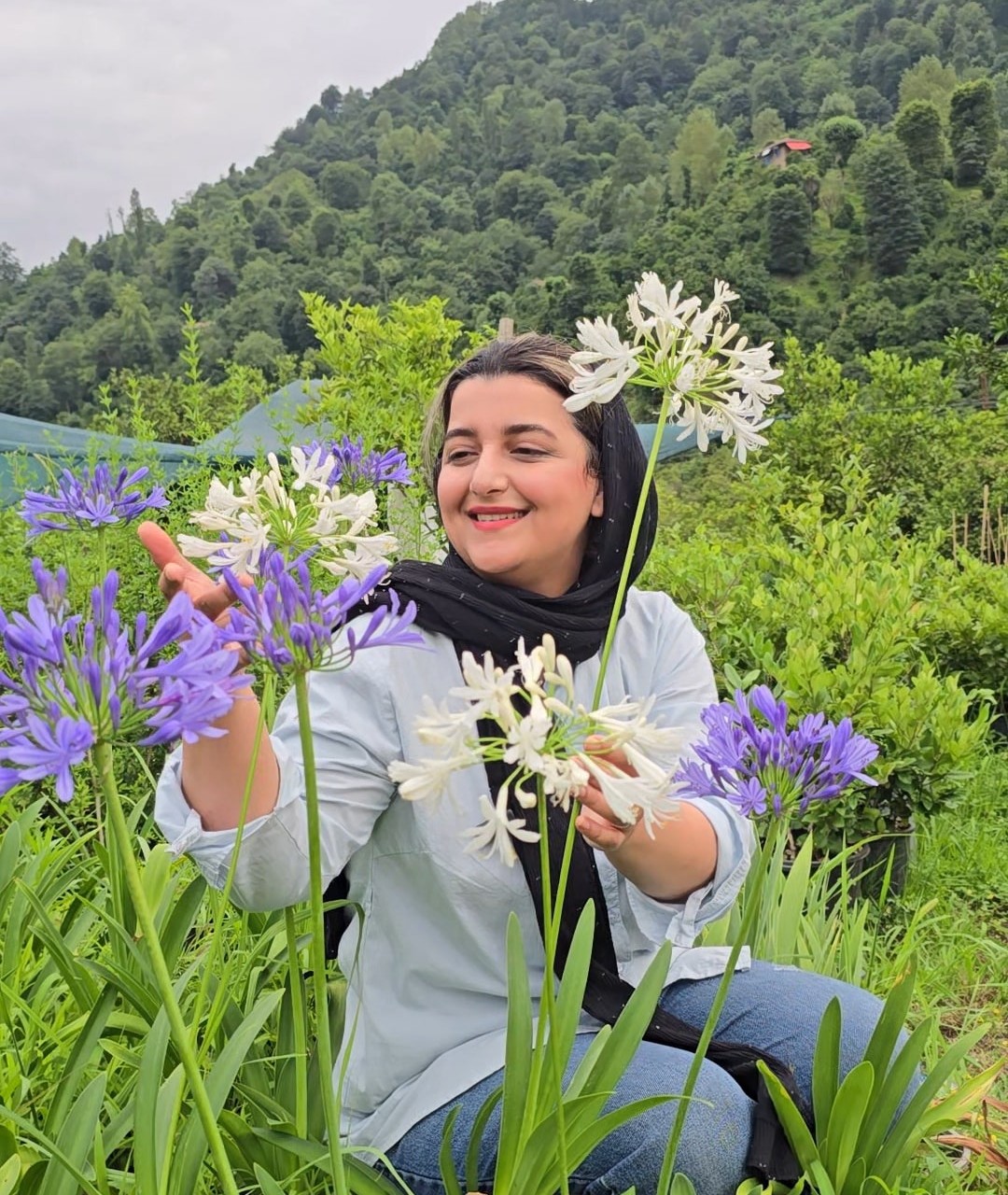 آگاپانتوس سفید سوسن آفریقایی سفید