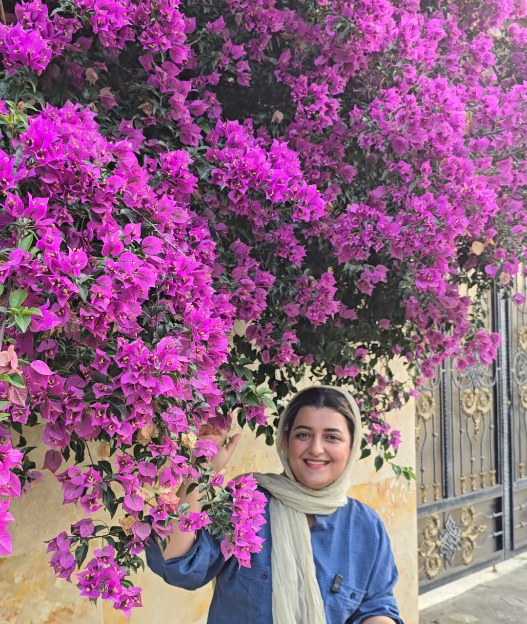 گل کاغذی بنفش مقاوم