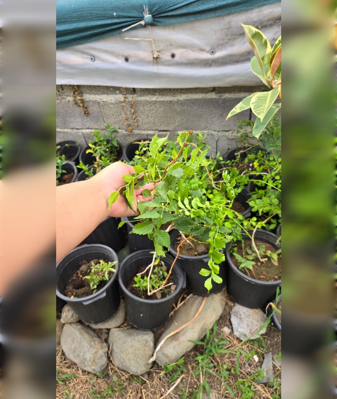 پیچ اناری قرمز بوته حسابی - تصویر 4