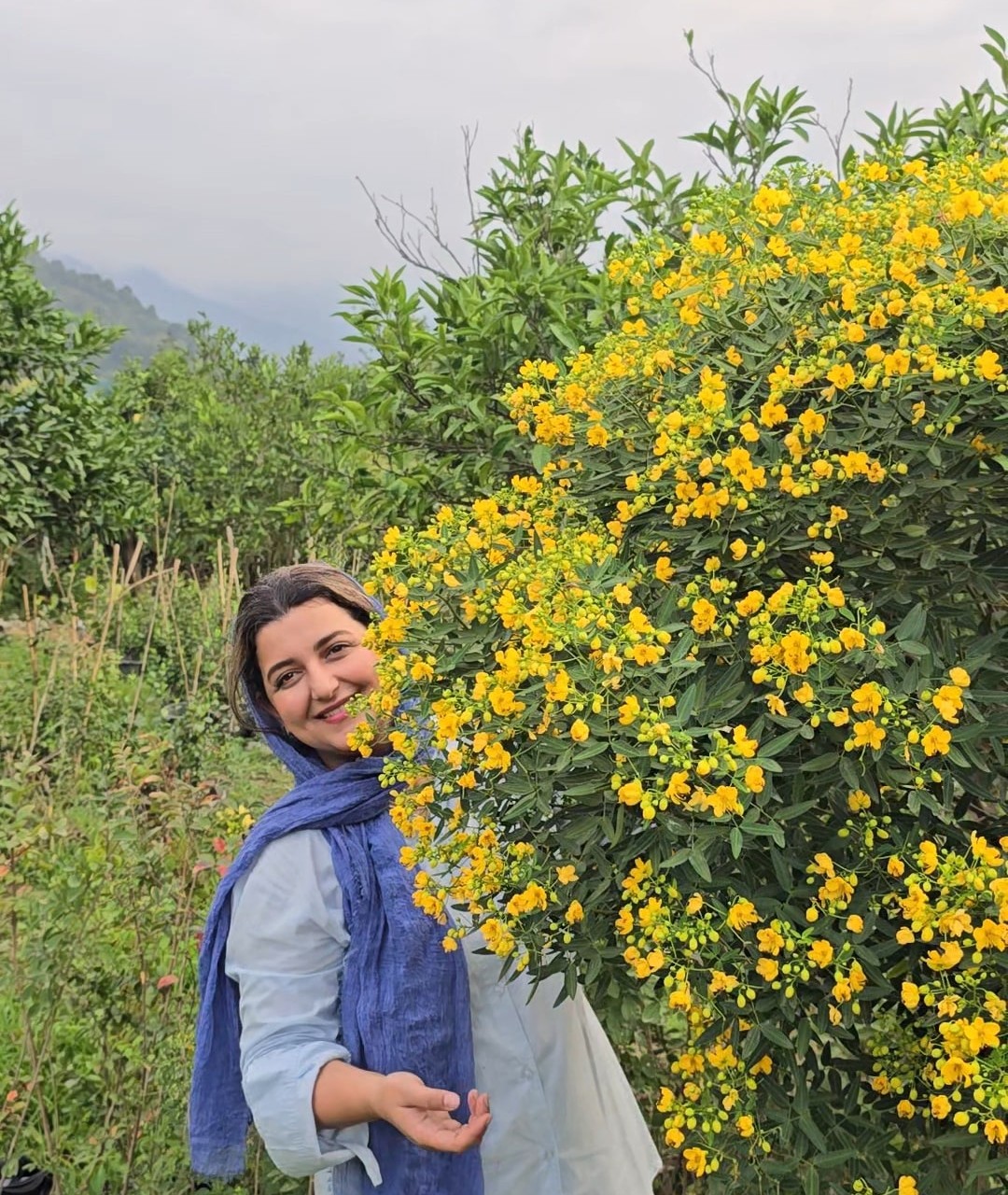 درختچه کاسیا یاس پهلوی