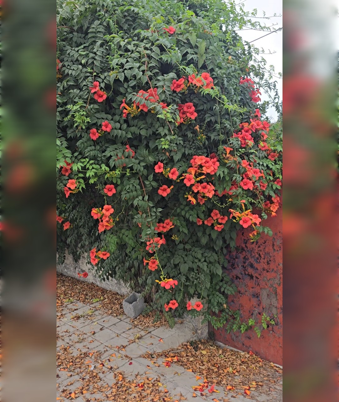 پیچ اناری قرمز بوته حسابی - تصویر 2
