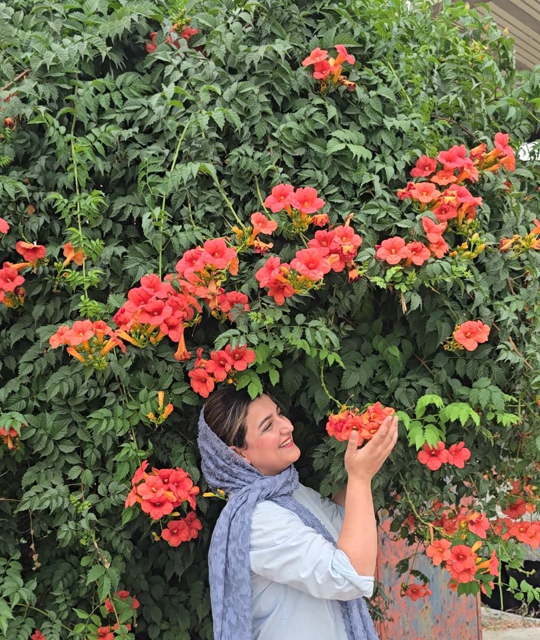 پیچ اناری قرمز بوته حسابی