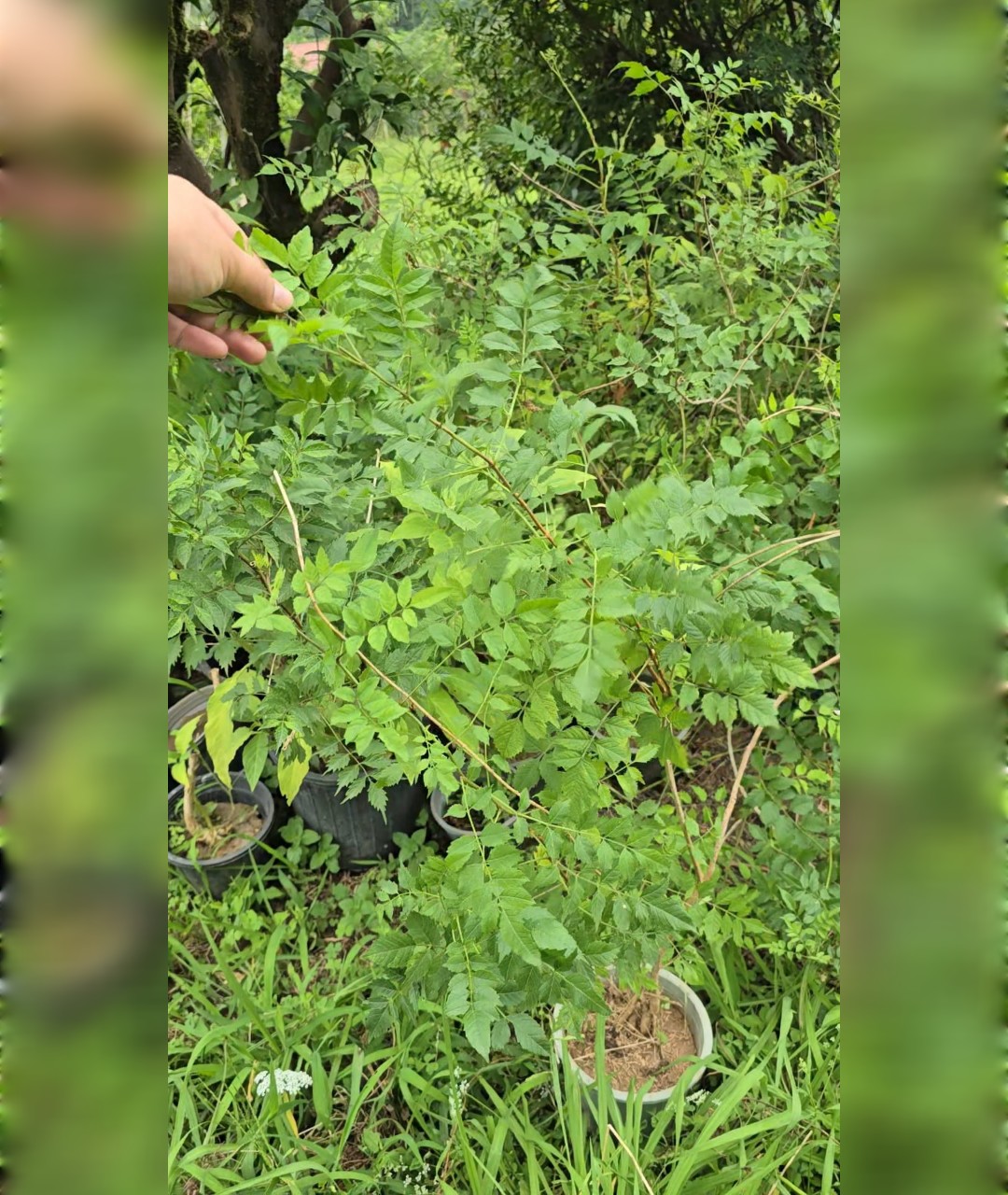 پیچ اناری قرمز بوته حسابی - تصویر 3